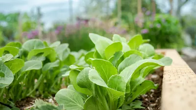 Community garden raised bed with a wood border.