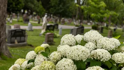 A white hydrangea bush with gravestone monuments in the background.