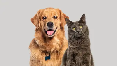 A golden retriever and a grey cat sitting next to each other.