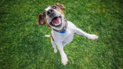 Happy white and brown beagle dog jumping up from green grass