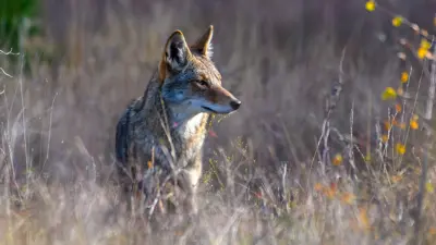 A coyote standing still in a field of grass and brush.