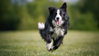 A black and white dog running on green grass