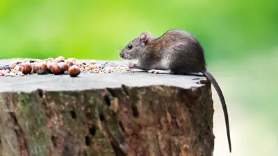 A rodent on a log eating nuts and seeds.