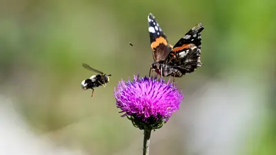 A bee and a monarch butterfly on a purple flower.