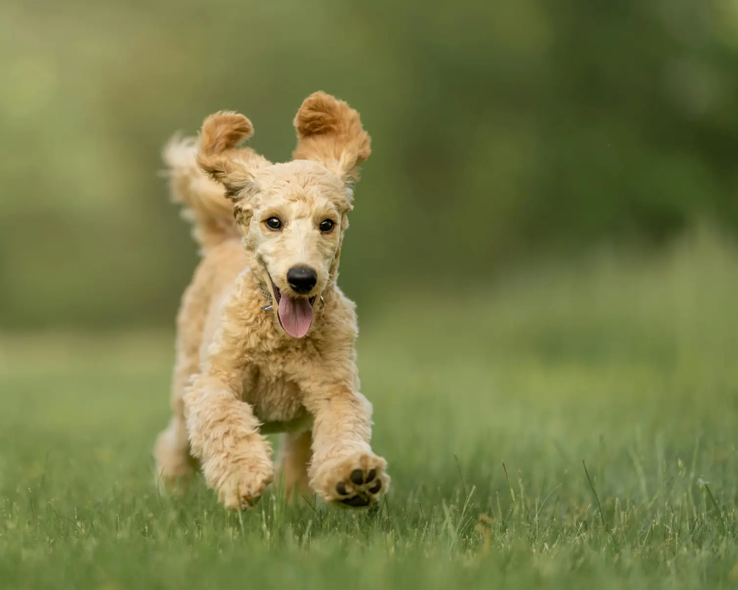Beige dog with floppy ears running on the grass
