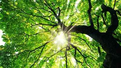 Sunlight shining down through a tree canopy of green leaves and branches.
