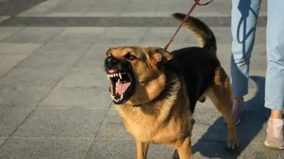 Dangerous looking German Sheppard Dog barking