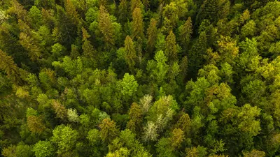Aerial view of a green forest.