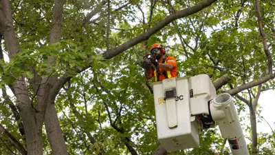 Forestry staff in a lift machine to trim branches off a tree